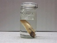 藏品(新月錦魚)的圖片
